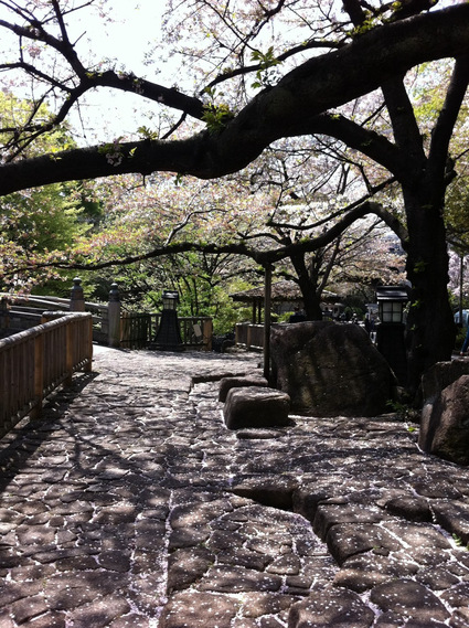 今年の桜・・・_f0083294_14232418.jpg
