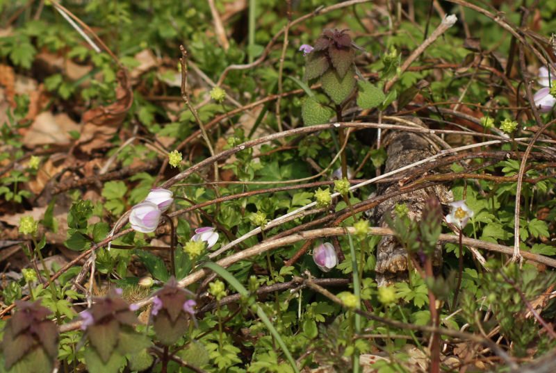 b0078795_17592680.jpg