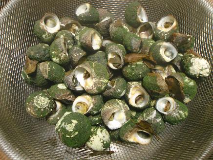 磯の恵み 今日も渚で日が暮れて