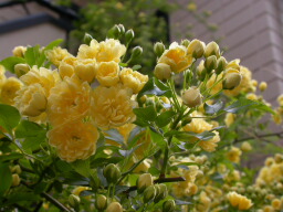 2011・mother\'s day flower gift_c0102699_8563336.jpg