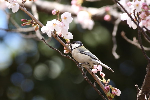 桜シジュウカラ_c0183002_18151460.jpg