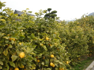 f0213805_05662.jpg