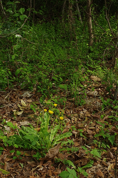 c0156908_19451527.jpg