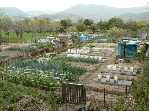 夏野菜の植え付け_f0219710_8154387.jpg