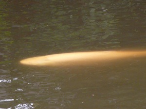 夏鳥探鳥会：キビタキ、オオルリ_e0134713_10261954.jpg