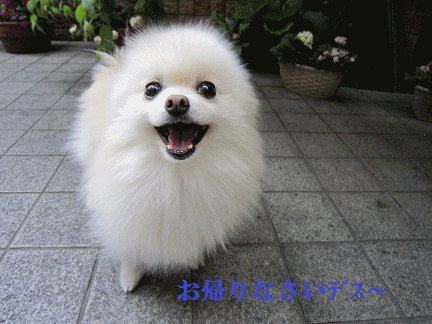 b0167519_11485651.gif