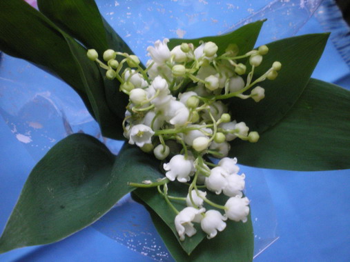 c0124619_1922581.jpg