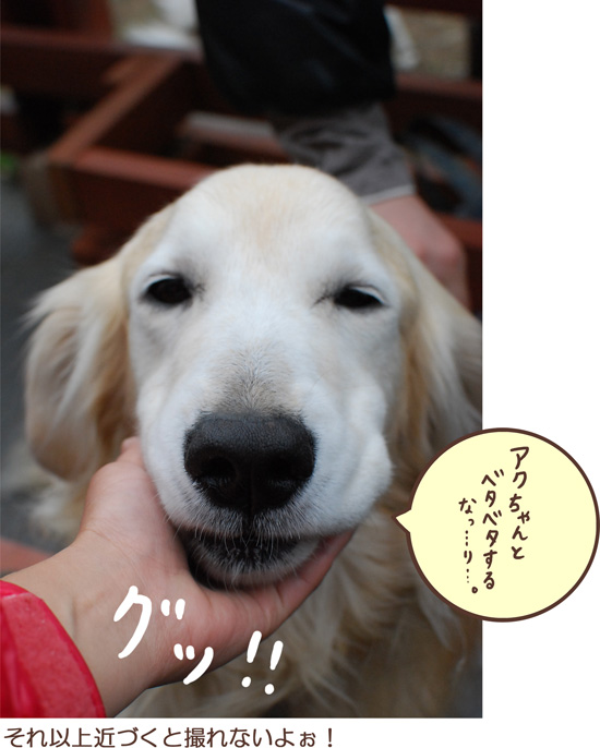 予告通り？犬まみれ！_d0212419_22223396.jpg