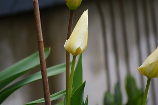 f0170524_1615023.jpg