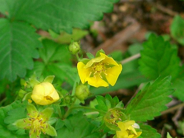 蛇苺 ヘビイチゴ 花の仲間調べ 蛇苺 ヘビイチゴ 花の仲間調べ