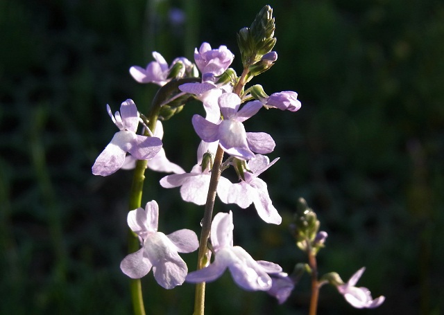 f0214527_1294912.jpg