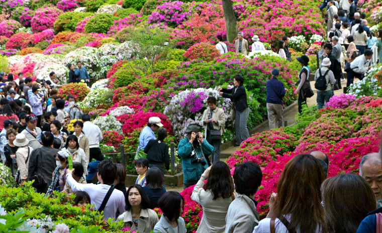 根津神社つつじ祭り　　2011-4-29_c0153534_2346099.jpg