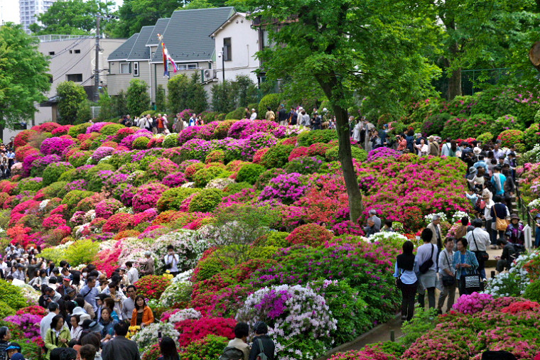 根津神社つつじ祭り　　2011-4-29_c0153534_23461143.jpg