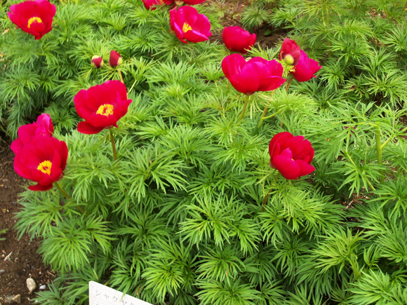 ホソバシャクヤク 細葉芍薬 みっちー ふらふらと ホソバシャクヤク 細葉芍薬 みっちー ふらふらと