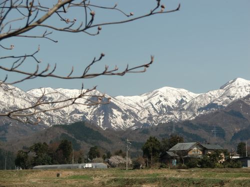 矢ばなの里 カタクリの里_f0040734_021048.jpg