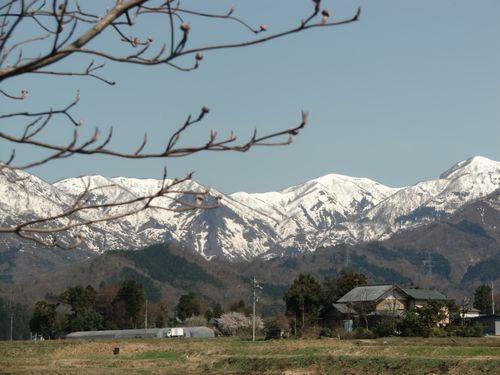 矢ばなの里　カタクリの里_f0040734_021048.jpg