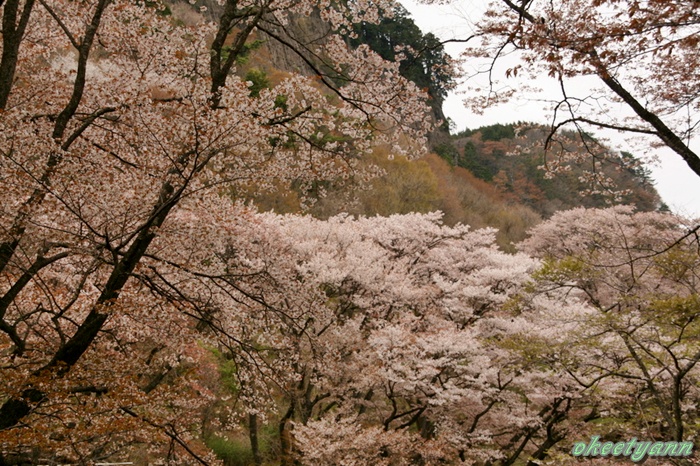 屏風岩の桜_d0052340_212733.jpg