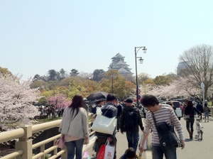 2011　桜_f0179642_11174717.jpg