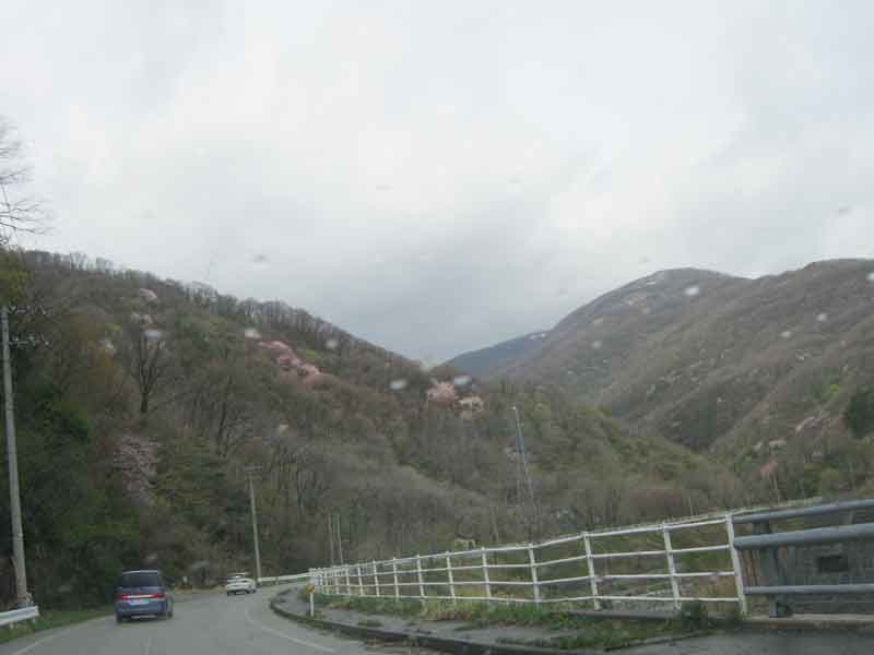 佐渡遠征1日目 山桜_d0067943_8134032.jpg
