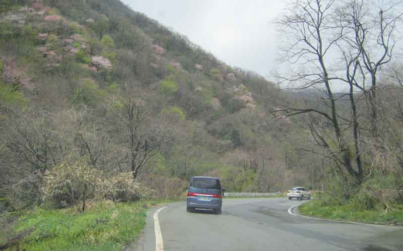 佐渡遠征1日目 山桜_d0067943_8201112.jpg