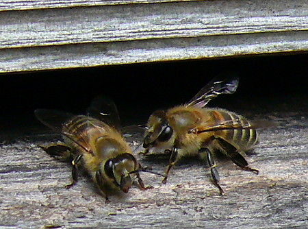 c0063348_8543393.jpg