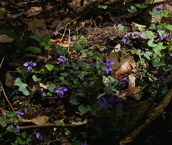 d0091754_18482.jpg
