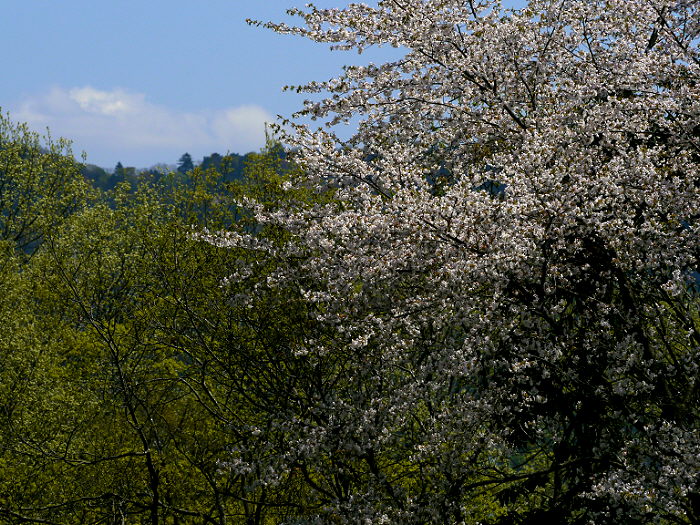 d0091754_3141553.jpg
