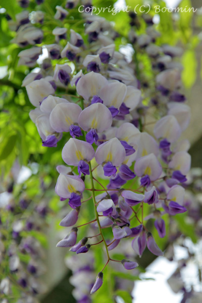 Wisteria_e0092654_1142864.jpg