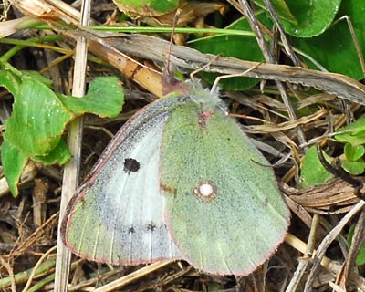 e0035757_17334432.jpg