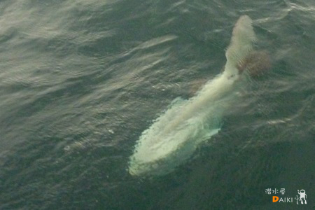 2011.05.01 Sun. みなべ・田辺_e0158261_2353438.jpg