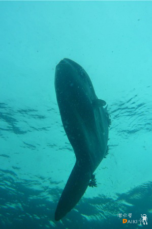2011.05.01 Sun. みなべ・田辺_e0158261_235397.jpg