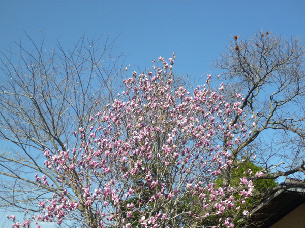 a0053063_084995.jpg