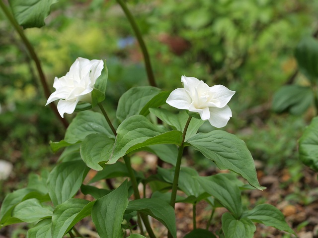 トリリウム・・高貴なる花_d0025568_18342285.jpg