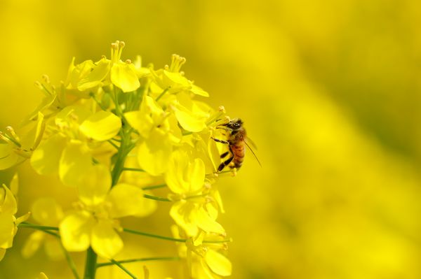 権現堂桜堤～菜ノ花_d0166170_2320662.jpg