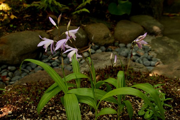 山野草の季節「わい性シラン」_d0030373_18115237.jpg