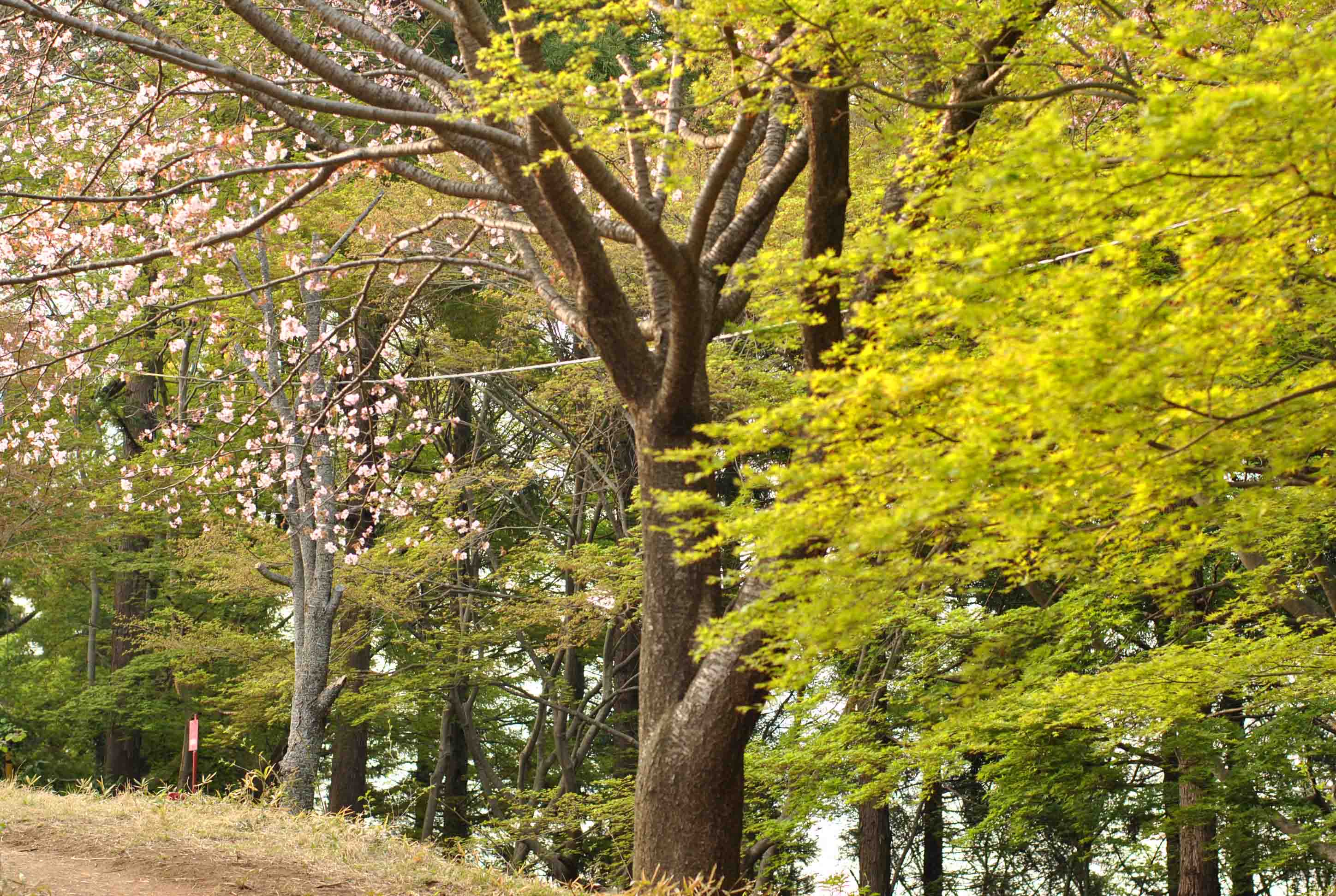 咲きそろう春山_b0194880_10302225.jpg