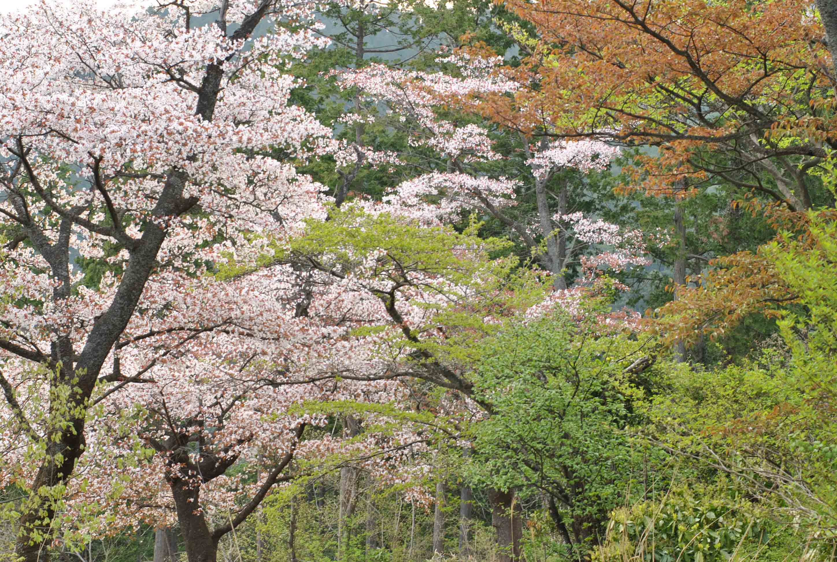 咲きそろう春山_b0194880_10304230.jpg