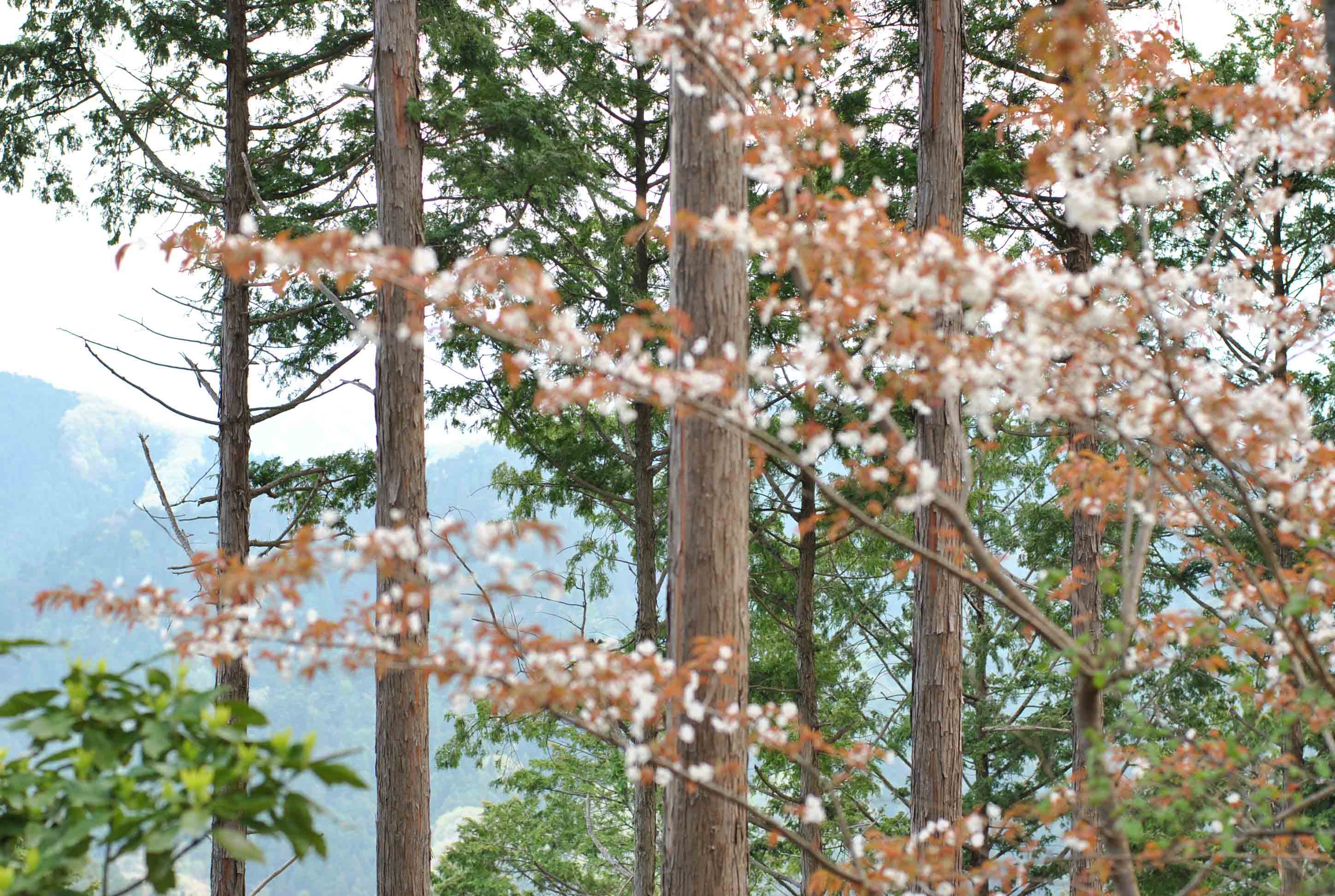 咲きそろう春山_b0194880_10313736.jpg