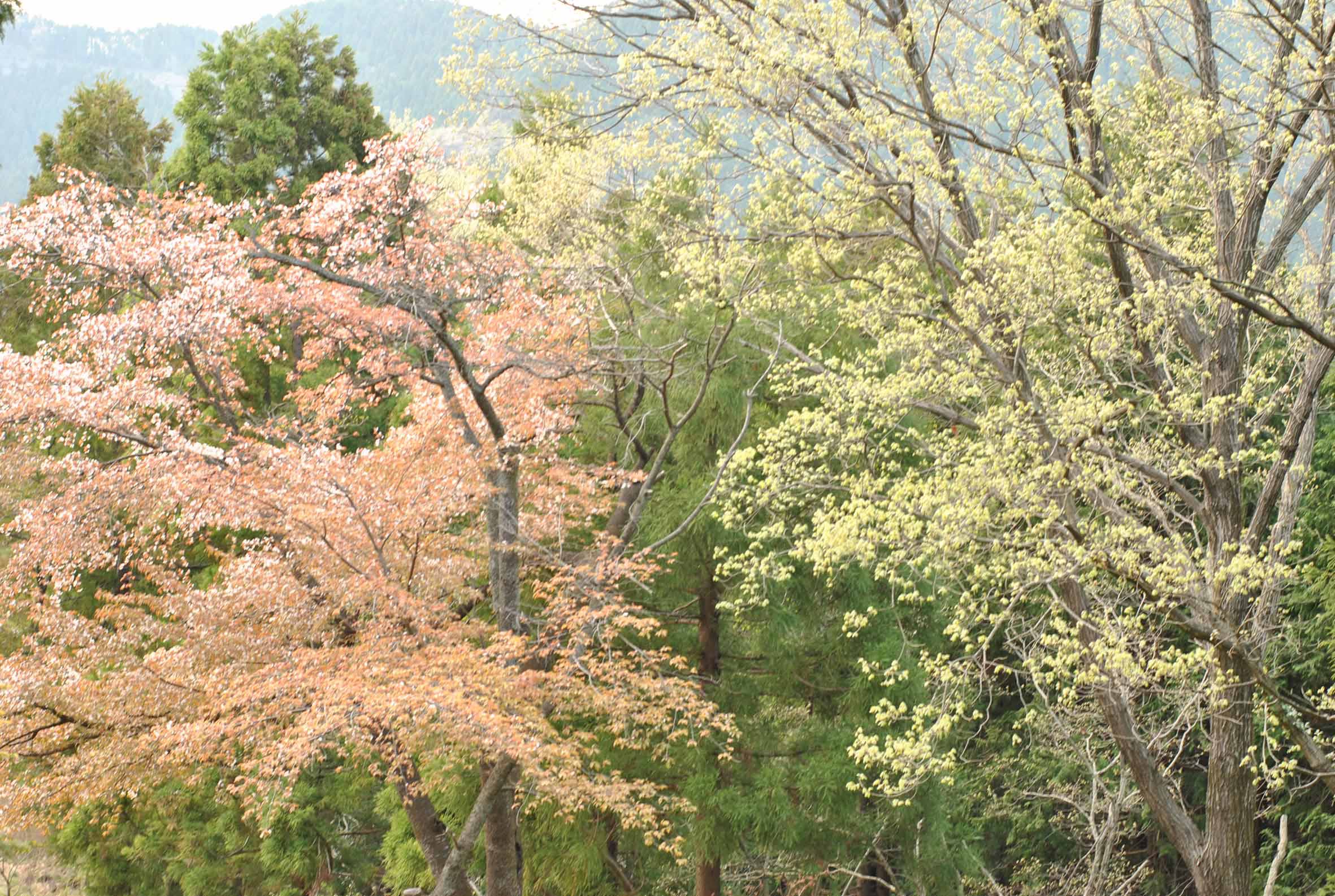 咲きそろう春山_b0194880_1031622.jpg