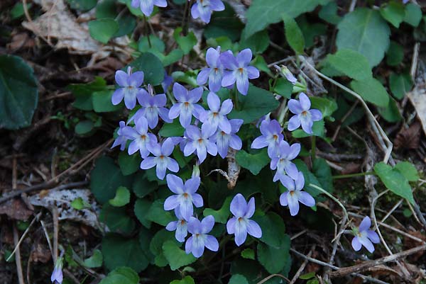 すみれ散策　①　24.Apr.2011　（京都府）　_d0077083_8285577.jpg