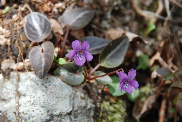 すみれ散策　①　24.Apr.2011　（京都府）　_d0077083_8394483.jpg