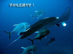 狙え!マンタ☆_f0144385_2190100.jpg