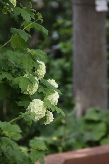 お花のキレイなガーデンへ・・_f0081688_5423912.jpg