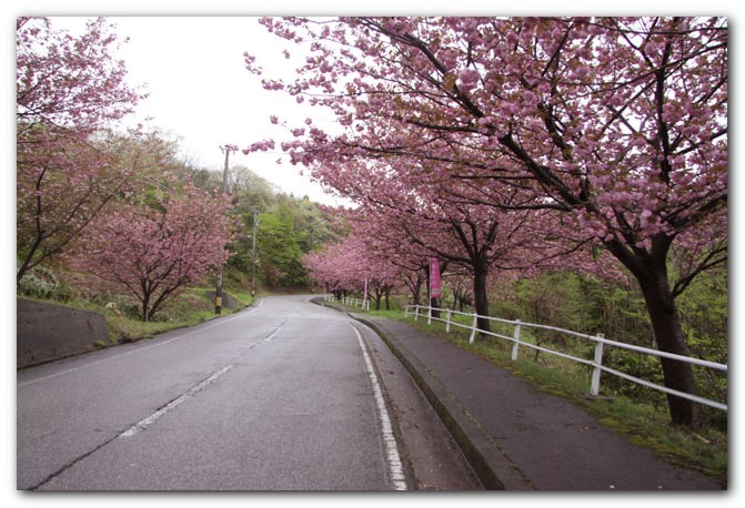 倶利伽羅八重桜まつり_f0079990_10303964.jpg