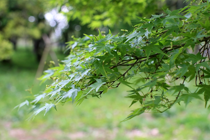 小金井公園_e0117591_106498.jpg