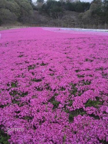 市貝町、芝ざくら公園を独占です！！_f0202291_2315034.jpg