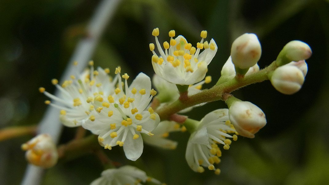 a0152692_17593115.jpg