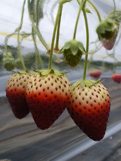 いちご狩り_a0134394_1912894.jpg