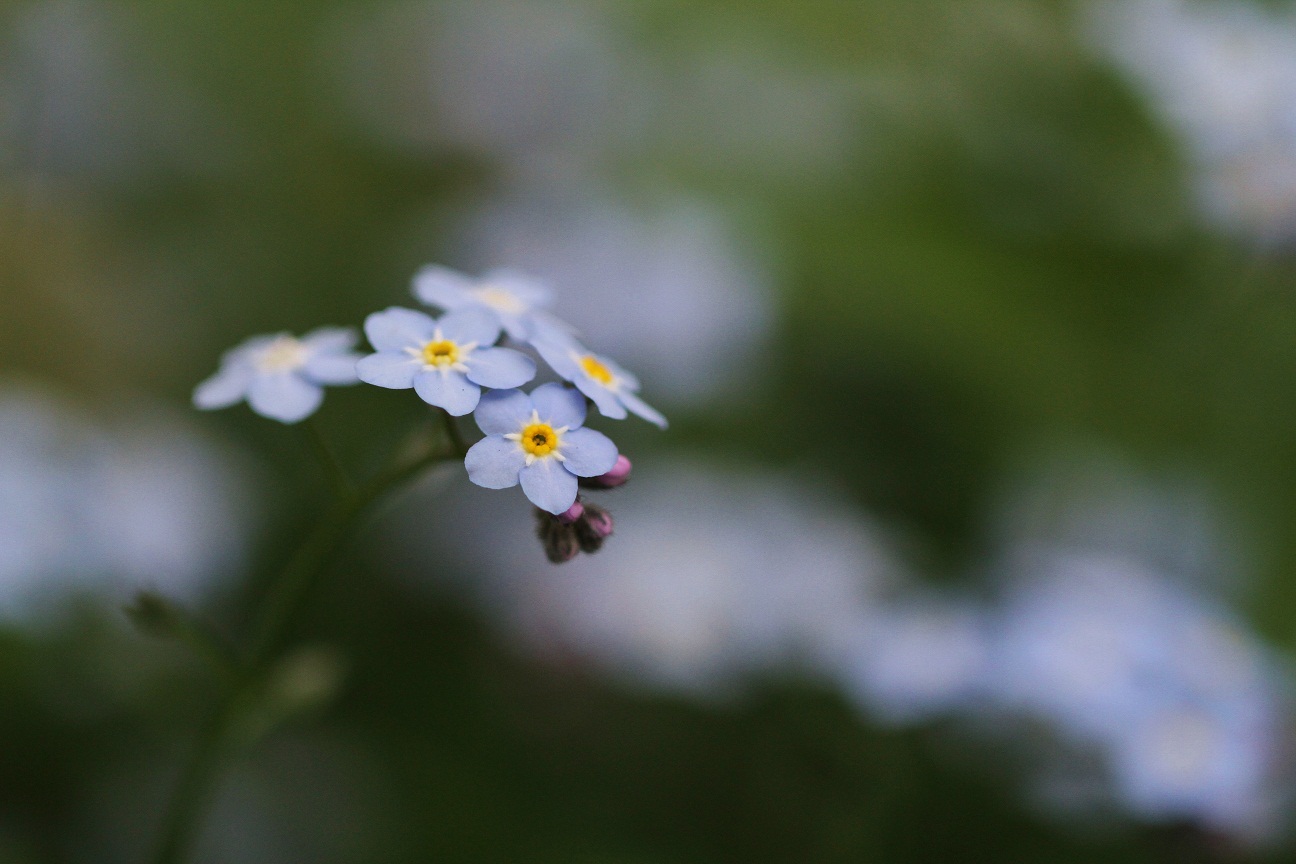 小さな花のものがたり　　　≪　　　ワスレナグサ　　　≫_a0140000_21354429.jpg