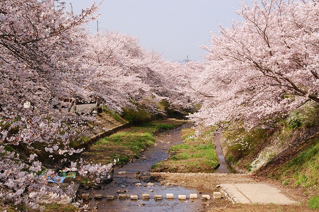 地蔵禅院の春景色_a0169902_11332023.jpg